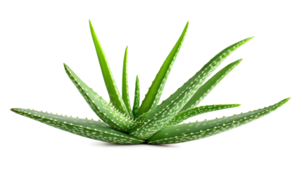 A large green plant with many spines isolated on a transparent or white background