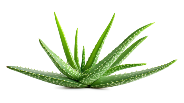 A large green plant with many spines isolated on a transparent or white background
