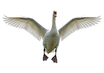 Isolated Mute Swan with Wings Spread Wide and Mouth Open Coming Straight On View