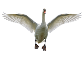Isolated Mute Swan with Wings Spread Wide and Mouth Open Coming Straight On View