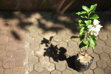 white flower plants in poly bag