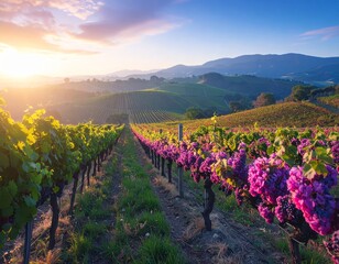 colorful vineyard in spring, landscape with hills, beautiful sunrise