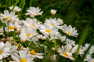Marguerites communes au soleil