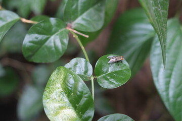 green fly resting on a vibrant green leaf.