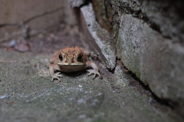 Southeast Asian spiny frog. This rough-skinned amphibian has the scientific name Bufo melanostictus.