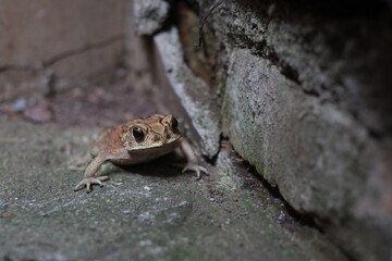 Southeast Asian spiny frog. This rough-skinned amphibian has the scientific name Bufo melanostictus.