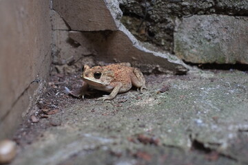 Southeast Asian spiny frog. This rough-skinned amphibian has the scientific name Bufo melanostictus.