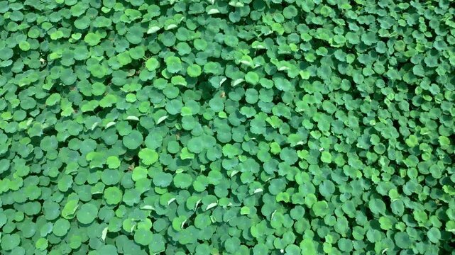 Lotus flowers and leaves in the spring pond