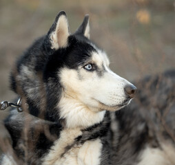 Fototapeta premium Walking with your favorite husky dogs in the park in autumn. Autumn walk in the park with your dog.