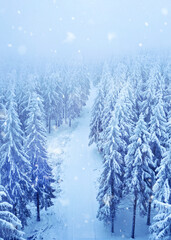 Frozen Wilderness: Aerial View of Frosty Pine Forest Shrouded in Winter Mist