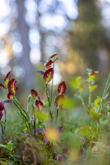 Beautiful autumn colors in Lapland Finland