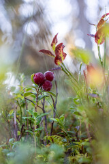 Beautiful autumn colors in Lapland Finland