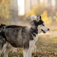 Walking with your favorite husky dogs in the park in autumn. Autumn walk in the park with your dog.