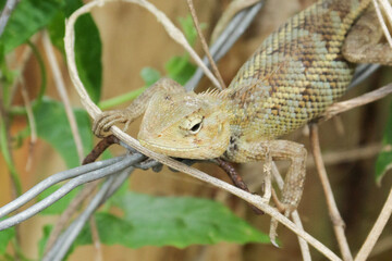 A detailed wildlife shot of a brown lizard perched on metal wires, surrounded by green leaves. Captures texture, nature, and a calm moment in an outdoor scene.