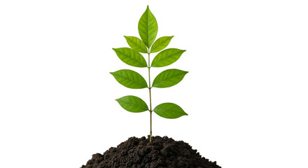 Young Green Plant Growing from Dark Soil