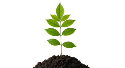 Young Green Plant Growing from Dark Soil