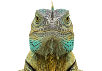 Isolated Iguana portrait looking at camera, reptile with colorful textured skin close up