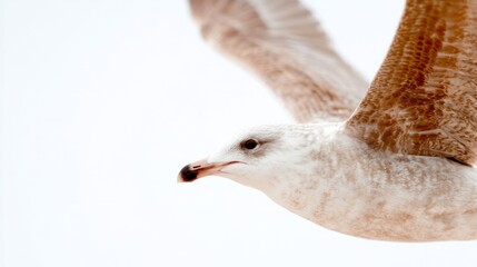 Obraz premium Seagull glides gracefully through snow-kissed sky, embodying winter solstice magic and the serene mystery of Imbolc celebrations