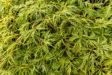 Bright green openwork foliage of an ornamental shrub palmatum closeup. natural background. An excellent plant for landscaping parks, squares, streets.