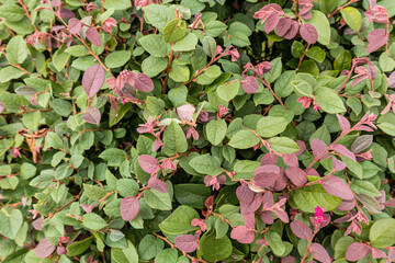 Beautiful bright foliage of an ornamental shrub loropetalum chinense. natural bright ornamental plants for decorating city streets, parks, squares