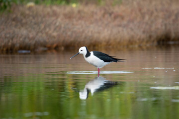 Close up of Pied stilt or Poaka wading in lake margins