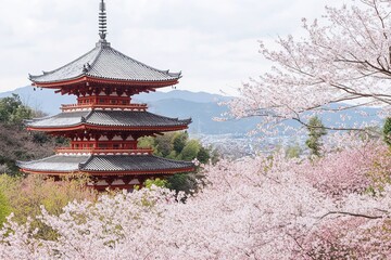 Cherry blossom trees in full bloom in Kyoto, Japan, traditional wooden temples in the background, soft pink hues
