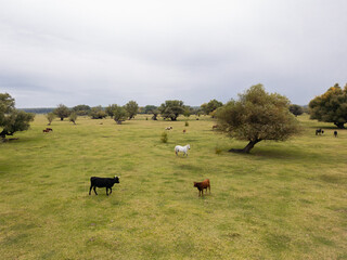 A breathtaking aerial view of a vast, isolated pasture far from urban areas, with herds of horses and cattle visible below. A panoramic scene of untouched wilderness and rural life.


