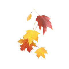 Red-yellow-orange flying autumn leaves on transparent background 