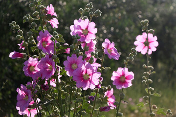 Colorful plants in a Mediterranean garden. Selective focus.