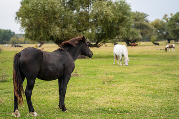 Fototapeta premium A black horse standing in the foreground with a white horse grazing in the background within a serene pasture. A beautiful contrast of colors and postures in nature.