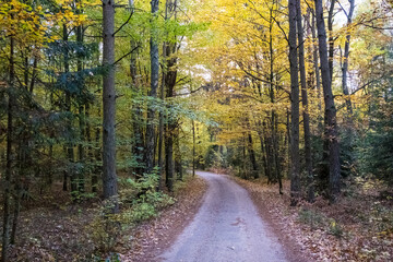 Path in Bialowieza Forest in Poland, autumn, Green Velo