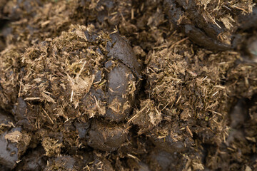 An extreme close-up of fresh horse and cattle dung on a pasture. Detailed view of natural animal waste and decomposition in agricultural environment.

