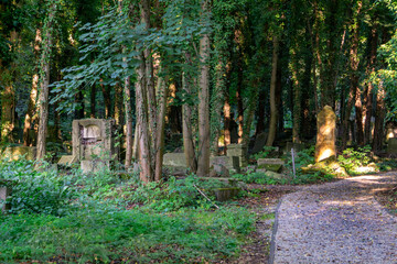 Old Jewish cemetery in Częstochowa with damaged tombstones among trees and dense vegetation, historic memorial site illuminated by warm afternoon sunlight filtering through the forest © Adam
