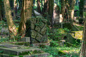 Abandoned Jewish cemetery in Częstochowa, damaged ivy-covered tombstones among trees and greenery creating a melancholic, historic landscape of remembrance and decay
