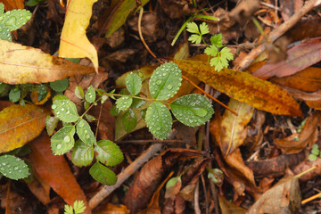 Close-up of fallen autumn leaves and fresh green plant with water droplets on brown soil background