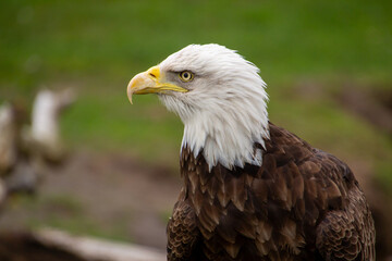American bald eagle