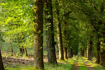 Obraz premium Forest lane during the golden hour on the Veluwe.