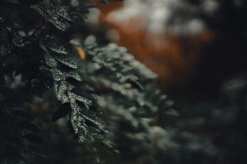 Close-up of dew-covered dark green evergreen leaves in dim lighting with warm bokeh background © Олег 21