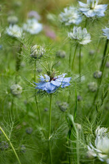 Focus sur une fleur nigelle bio, parmi d'autres