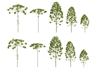 Naklejka premium Realistic 3d illustration trees of araucaria angustifolia on transparent background