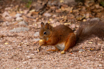 Eurasian red squirrel eating a nut in the Black Forest.