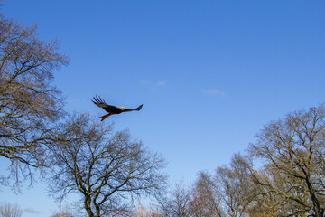Red kite flying high above in the sky.