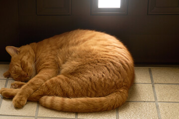 丸くなって玄関で寝ている猫