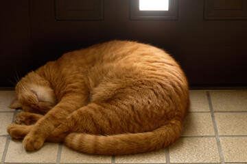 丸くなって玄関で寝ている猫