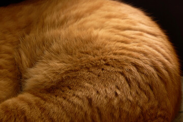 丸くなって玄関で寝ている猫。動物の毛のテクスチャー