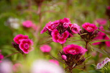 Focus sur un œillet de poète rouge, ou œillet barbu, parmi d'autres de couleur roses et blancs