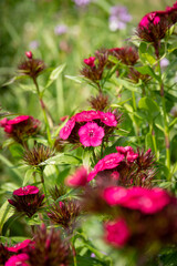 Focus sur un œillet de poète rouge, ou œillet barbu, parmi d'autres de couleur roses et blancs