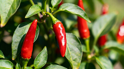 shallow. Close-up view of red chili peppers among green leaves in natural light. gardening catalogs, home-decor guides, designed for gardening and botanical catalogs, used by photographers.
