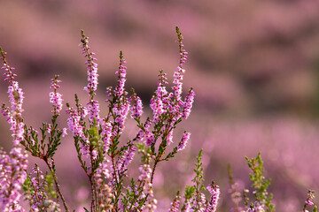 Close-up of purple heather on the Posbank