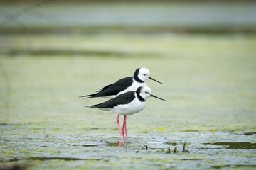 Close up of a pair of Pied stilt or Poaka wading in lake margins